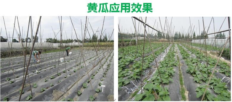 氨基寡糖素 - 植物的免疫衛(wèi)士，根結(jié)線蟲(chóng)的克星