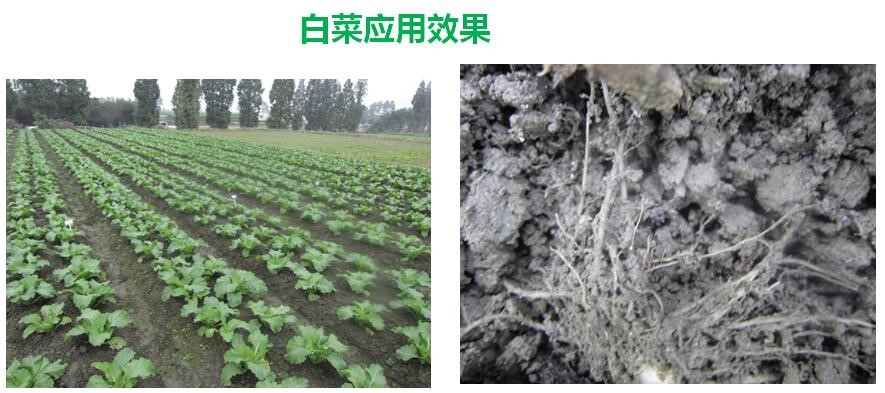 氨基寡糖素 - 植物的免疫衛(wèi)士，根結(jié)線蟲(chóng)的克星