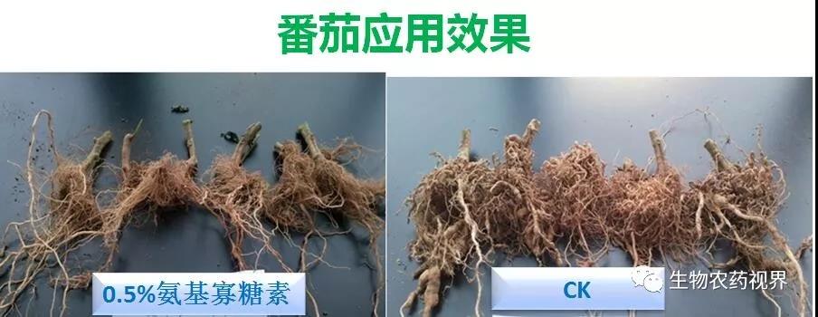 氨基寡糖素 - 植物的免疫衛(wèi)士，根結(jié)線蟲(chóng)的克星