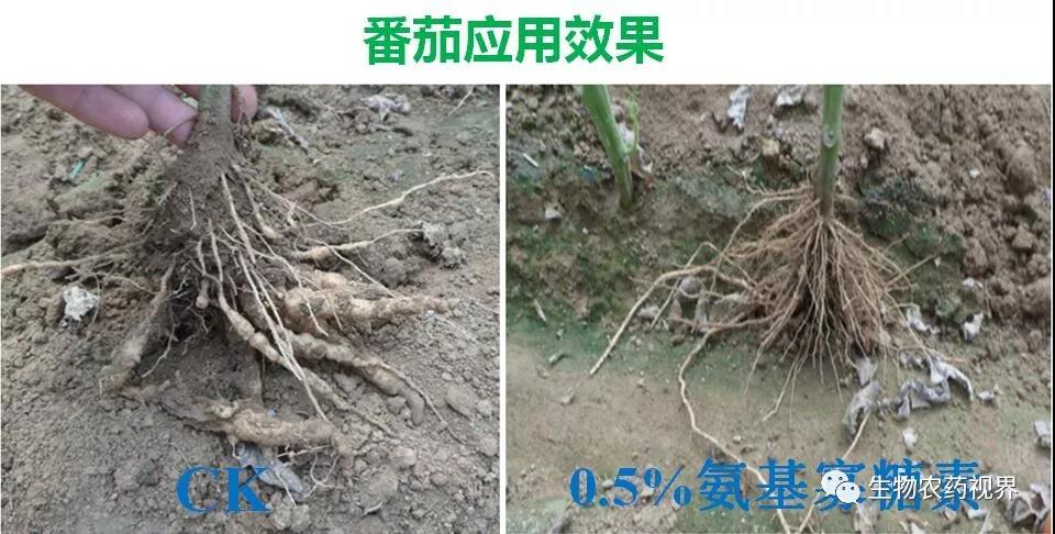 氨基寡糖素 - 植物的免疫衛(wèi)士，根結(jié)線蟲(chóng)的克星