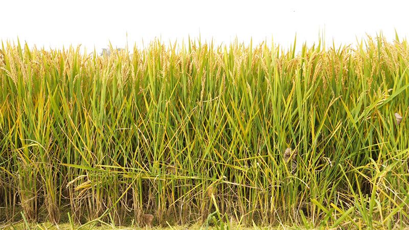 綠色提單產(chǎn)就用冠菌素 開(kāi)辟糧食抗逆增產(chǎn)新路徑